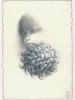 Fuco Ueda KIKU-KA 1 Original Drawing
